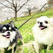 チワワのまるぶんの画像