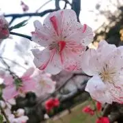 アプリコットの画像