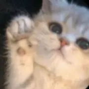 nyan__の画像