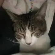 まつの画像