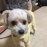 toshiの画像