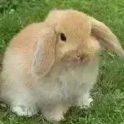 クロエ
