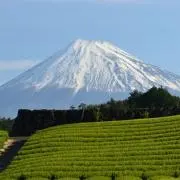 出荷停止中・購入しないで下さい