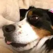 ぶりん