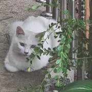 りりの画像