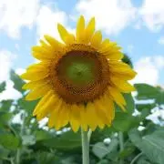 ひまわりの画像