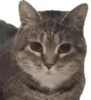 南