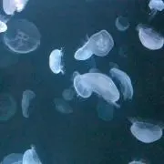 ゆずの画像