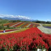 POPO青の画像