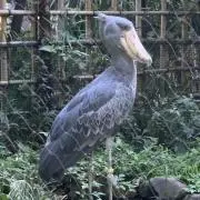 のえる☆。.:＊・゜の画像