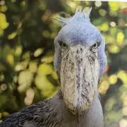 アリウム