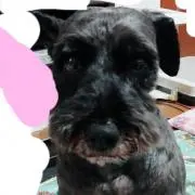 らなわんの画像