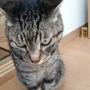 けい