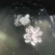 Eeの画像