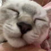 まちゃみの画像