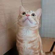 cotoraの画像