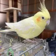 みー