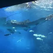 モランボンのコムタン