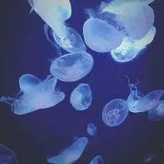 yn .