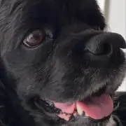 ハル