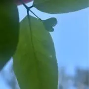 ごめんなさい
