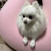 まるの画像