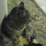 荒れ地のねこの画像