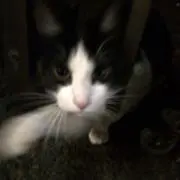 ねこねこの画像