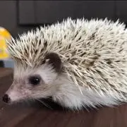 ラリーの画像