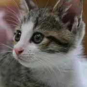 ともこちゃんの画像
