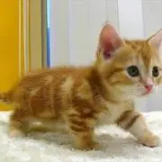 隣のとろろの画像