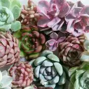 SUCCULENT HOUSEの画像