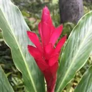 HANA