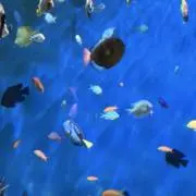キノコの画像