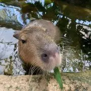 カピバラの画像