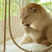 fuuの画像