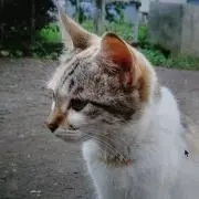 じろうの画像
