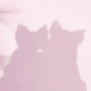 Sugar. 即購入◎の画像