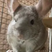 みゆぴ～の画像