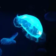クラゲ