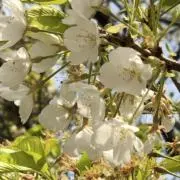 夜桜