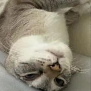にこの画像