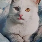 ふぅちゃん