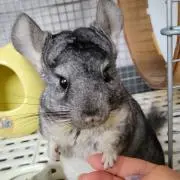 ひろここ