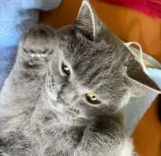 ごとうごまの画像