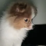 pomekota