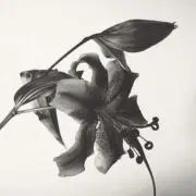 thuの画像
