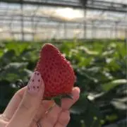 ももせ