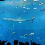 ななこの画像