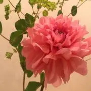 kanon88の画像